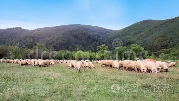 放牧的羊视频