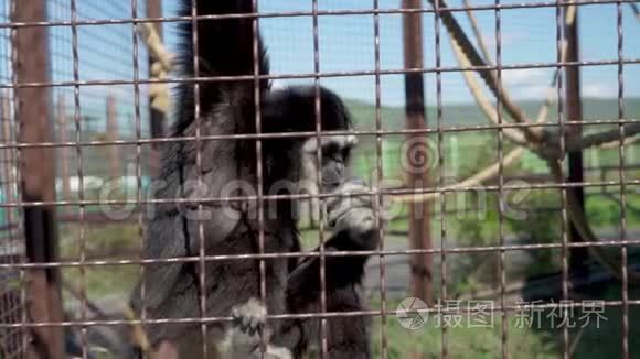 猴子在动物园吃饭视频