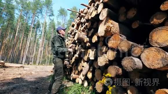 男工正在测量砍伐的木材视频