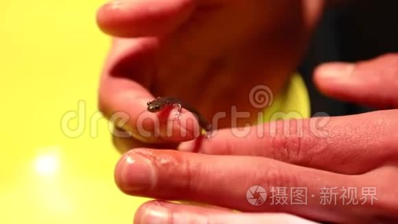 爱心人士拯救新生婴儿爬行动物视频