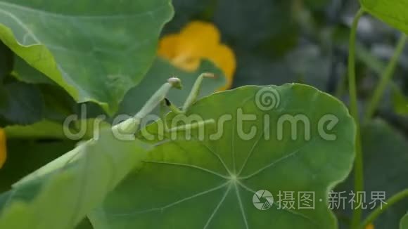 绿色螳螂视频