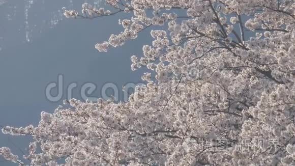 樱花树在风中飘扬