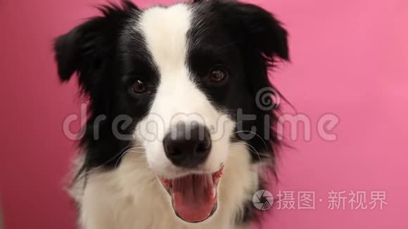 沙发上可爱的微笑小狗边境牧羊犬的滑稽肖像。家里新来的可爱的小狗