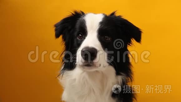 沙发上可爱的微笑小狗边境牧羊犬的滑稽肖像。家里新来的可爱的小狗