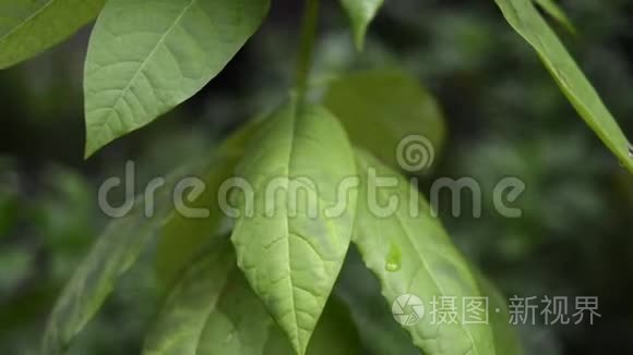 潮湿的植物叶子视频