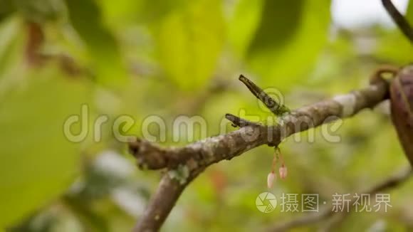 花卉和可可水果的详细镜头视频