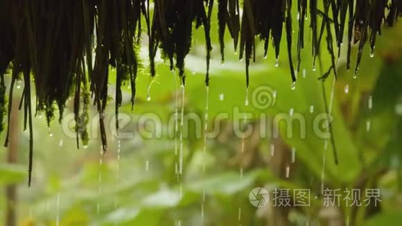 亚马逊丛林的水幕视频
