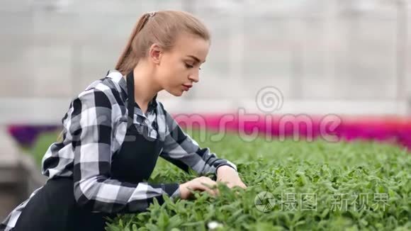 专业女农为种植植物幼苗倒肥视频