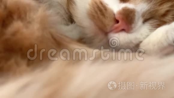 猫在睡觉