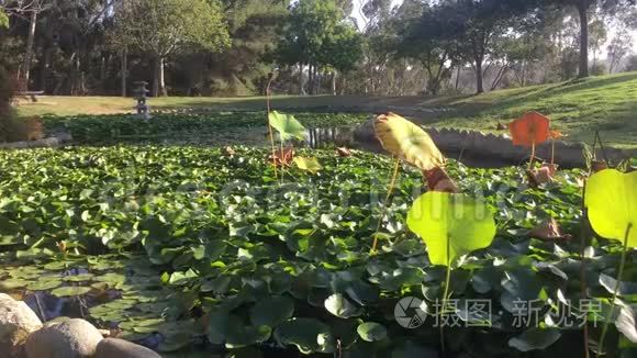 有池塘的日本花园视频