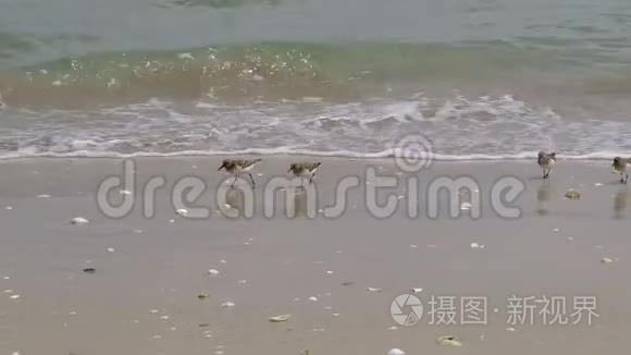 海鸥雏鸟在海洋海岸生态系统上觅食，动物性4k