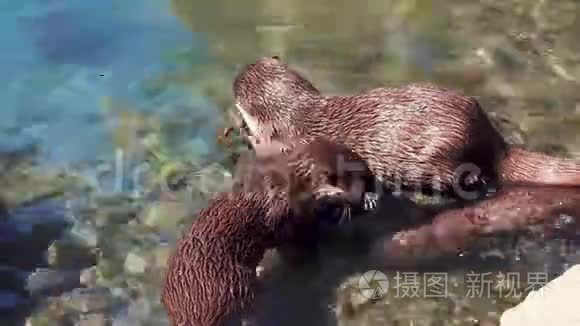 水獭家族视频