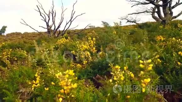 黄色的灌木丛在风中摇曳视频