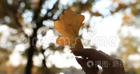 黄秋叶在雌鸟的手中顶着太阳视频