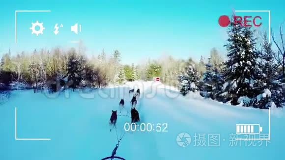 在数码相机上拍摄狗的雪橇视频