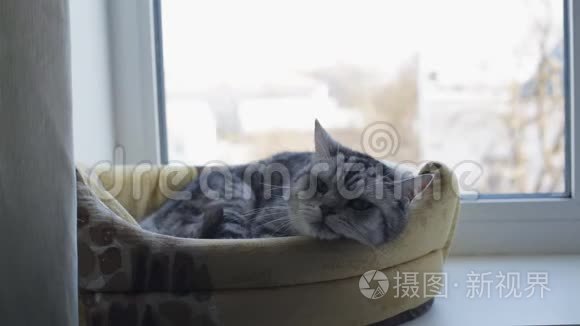 灰色英国猫躺在窗台上