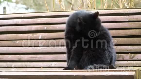 黑猫坐在长凳上视频