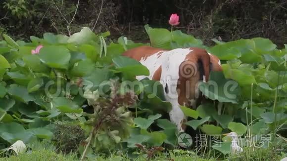 睡莲池塘里的牛视频
