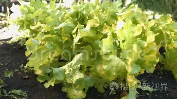 在花园里种生菜。