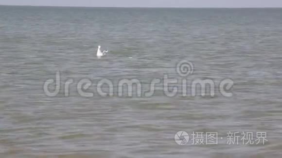 里海海鸥游泳视频