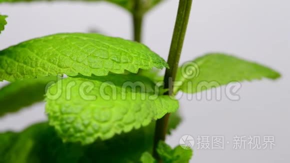 薄荷植物莫吉托饮料视频