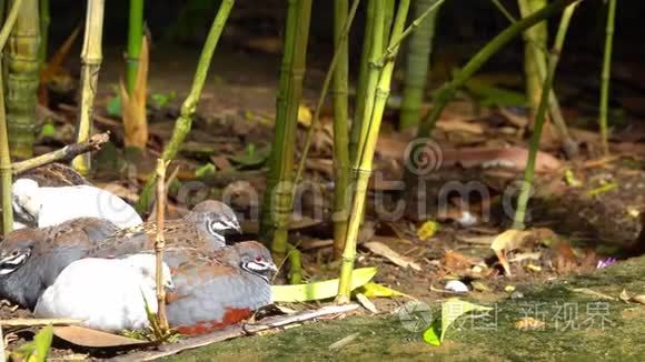 无尾鸟躺在竹笋上互相温暖视频