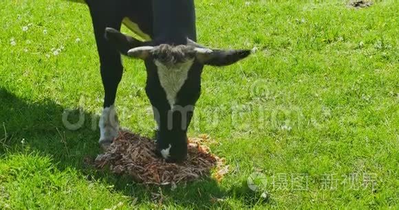 牛吃田食视频