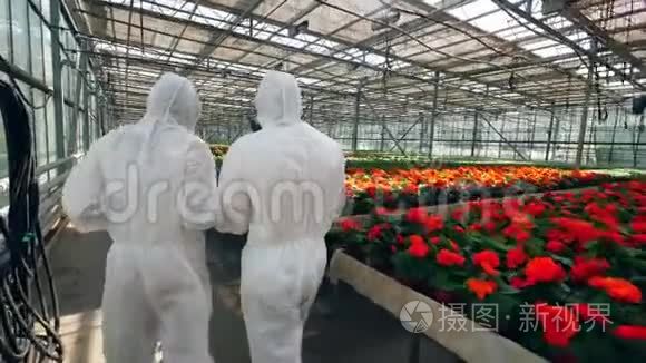 两位生物学家沿着绿色植物漫步的背面