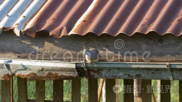 斑马在旧的屋顶排水沟上鸽子视频