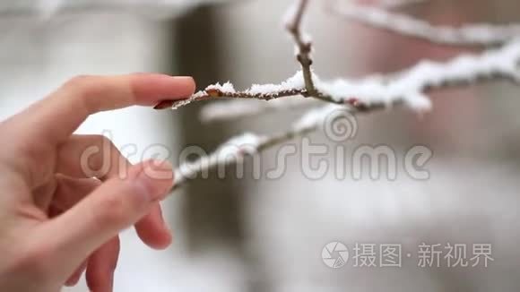 被雪覆盖的树枝。