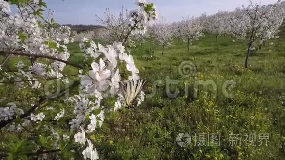 果园树上的蝴蝶花视频