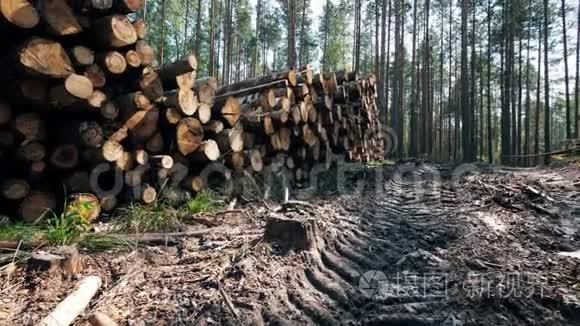 有砍伐木材的森林和一条小径视频