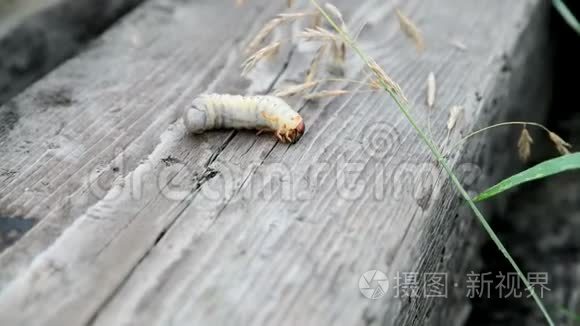 大毛虫幼虫在木质表面爬行视频