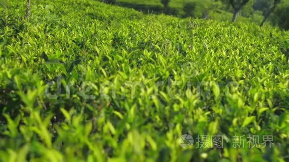 茶树叶丘陵种植园近景慢景视频