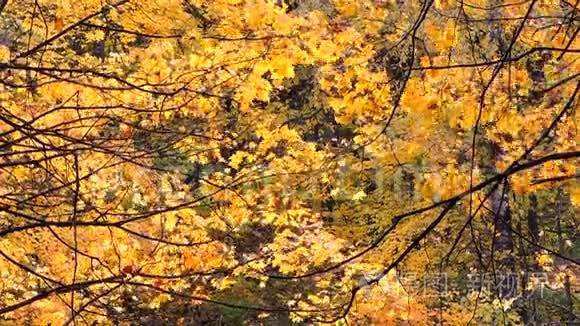 秋天的景象。 秋天公园里落着五颜六色的枫叶，黄树