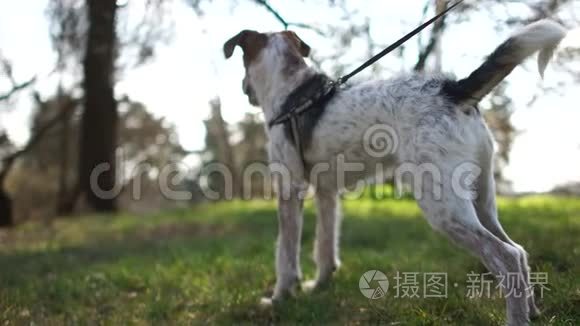小狗狗在散步。 一只带着皮带在公园散步的小狗的亲密肖像。 狗往远处看
