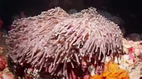 白条纹的海葵在礁石下的鱼视频