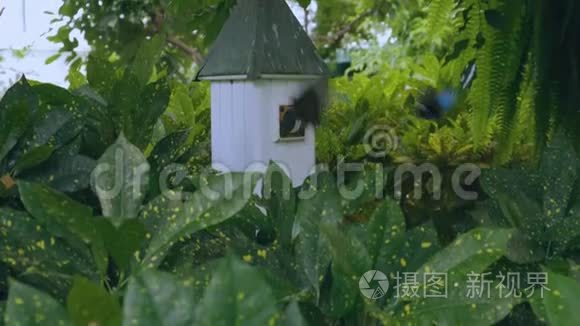 美丽的白色蝴蝶屋，它美丽的居民，绿色的叶子背景上的蓝色蝴蝶