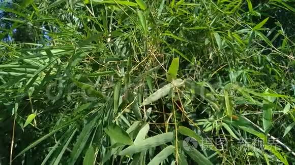 把大自然中的绿竹叶收起来视频
