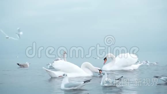 格但斯克附近波罗的海的天鹅视频