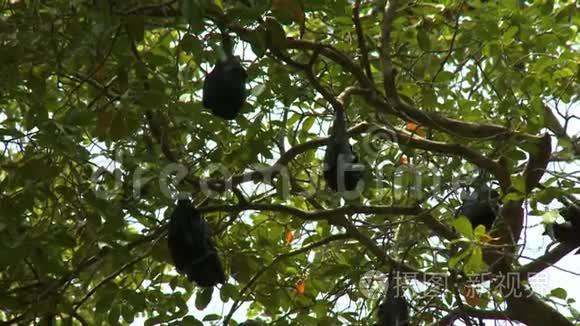 大蝙蝠挂在树上