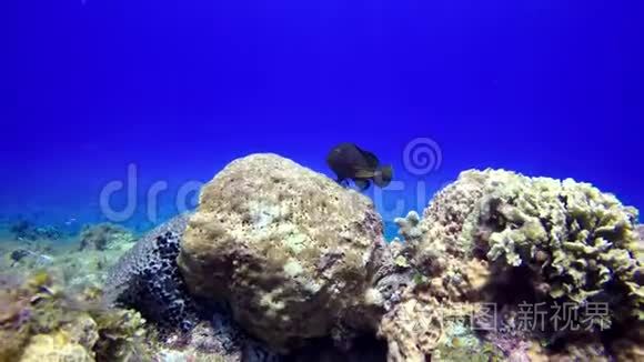一条黑鱼藏在礁石上视频