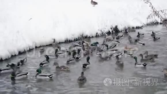 河里的鸭子抓食物视频