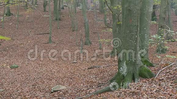 秋天森林里的中年男子徒步旅行视频
