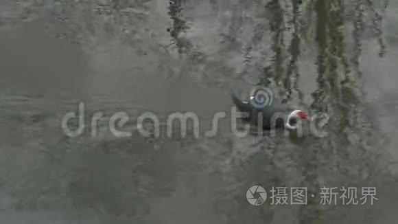 马斯科维鸭在河上游泳视频