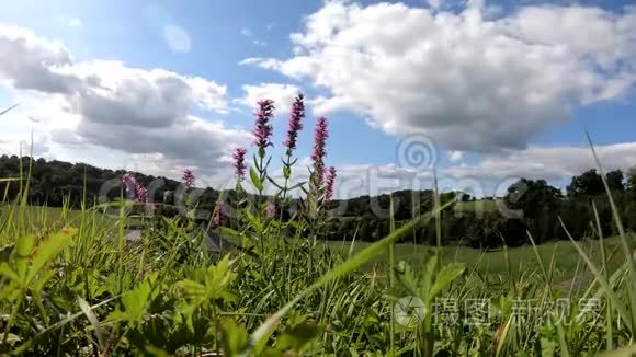 夏日乡村美丽的紫色花朵视频