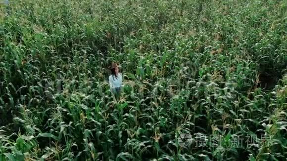 戴着帽子的年轻农民女孩，在玉米地上，在阳光下穿过高大的玉米秸秆，无人机射击。 现代农业