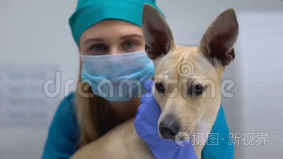 带手套和口罩的宠物医生拥抱好奇的病犬，治疗感染，护理