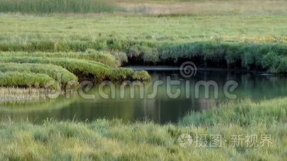 燕子飞过青草的湿地视频