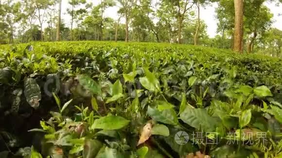 在阿萨姆茶树种植园移动视频
